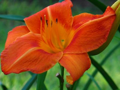orange daylily front