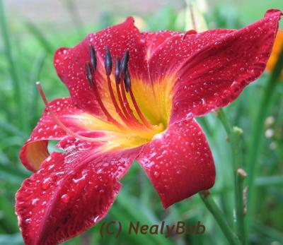 Day Lilly After The Rain *