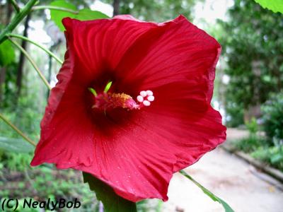 Big Red Hibiscus