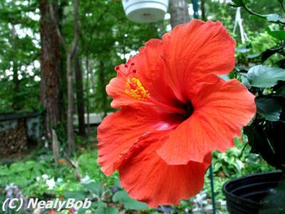 Hibiscus