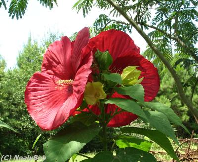 Hibiscus