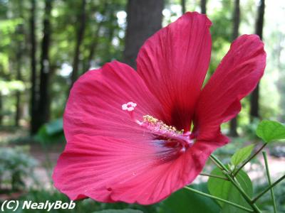 Hibiscus Day 11 Last Bloom