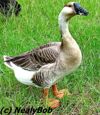 Goose