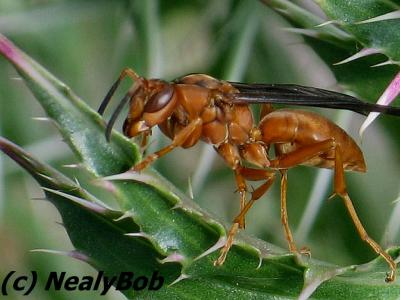 Wasp*