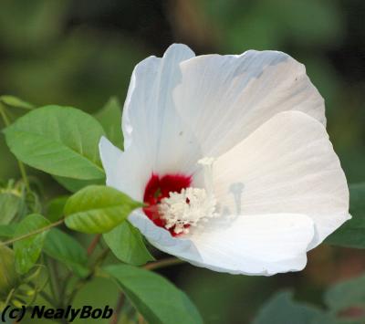 White Hibiscus August 4