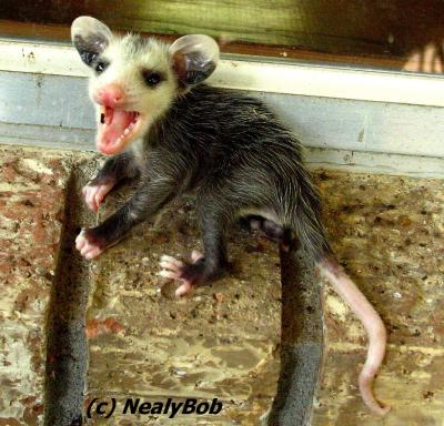 Possum August 5 *