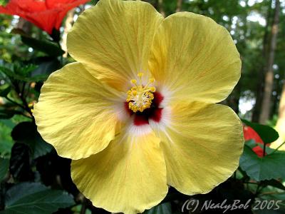 Yellow Hibiscus August 10