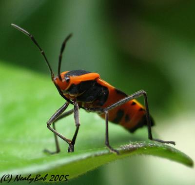 Macro Bug August 11 *