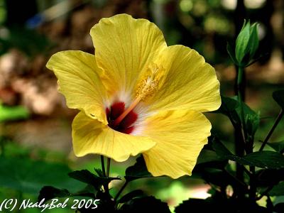 Hibiscus