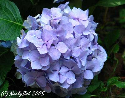 Hydrangea August 15 *