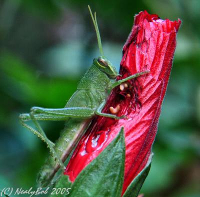 Macro Grasshopper August 17 *
