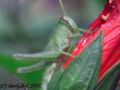 Macro Grasshopper *
