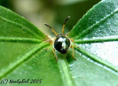 Tiny Macro Bug August 19 *