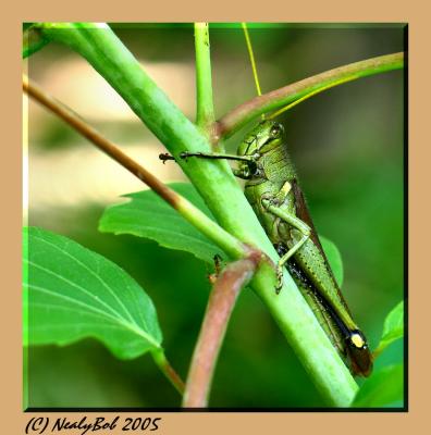 Green Grasshopper *