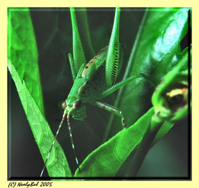 Grasshopper *