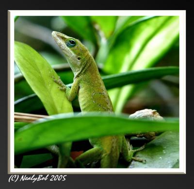 Green Anole August 31