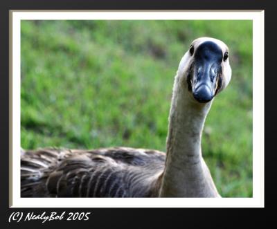 Curious Goose  September 3