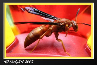 Red Wasp - September 5 *