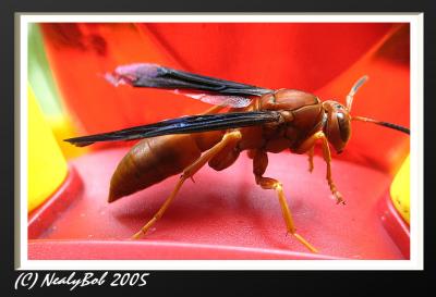 Red Wasp Close-up *