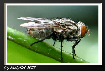 Fly Close-Up September 6
