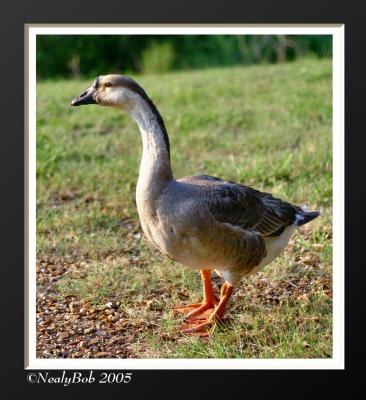 Goosee Goose
