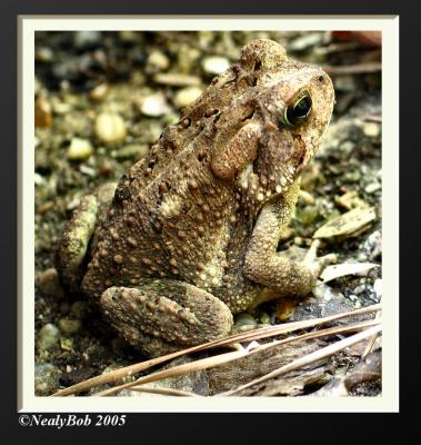 Tommy Toad