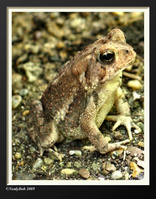 Toad Frog
