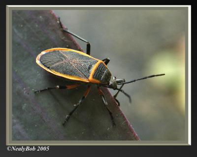 Bug Close-Up *