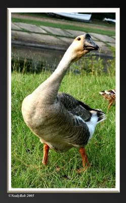 Goose *