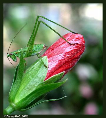 Grasshopper *