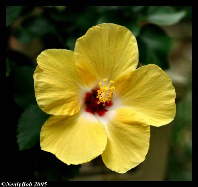 Last Yellow Hibiscus For The Year