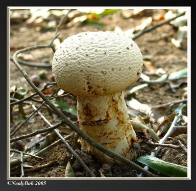 Toad Stool October 6