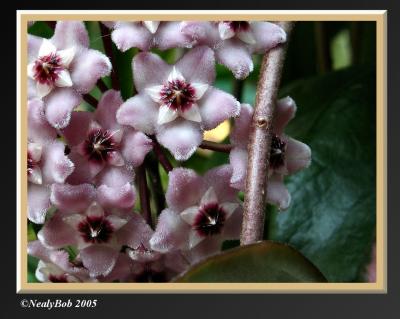 Hoya Close-Up October 21