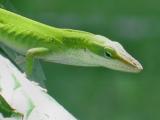Green Lizard