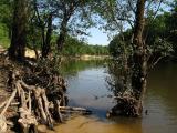 View From Boat Launch At Meeks Landing On Darbonne Bayou *