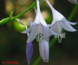 Hosta Bloom *