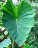 Big Elephant Ear