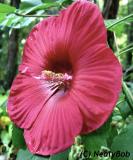 Large Red Hibiscus