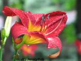 Day Lilly *