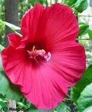 Hibiscus