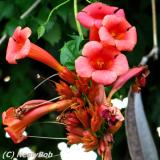 Trumpeter Flower *
