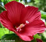 Hibiscus Day 4