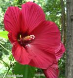 Hibiscus Day 8