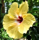 Yellow Hibiscus *