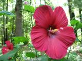 Hibiscus Day 9