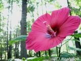 Hibiscus Day 10