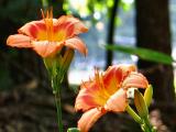 Day Lilly