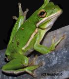 Green Frog *