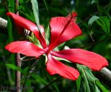 Hibiscus Day 3