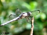 Drangonfly Macro August 7 *